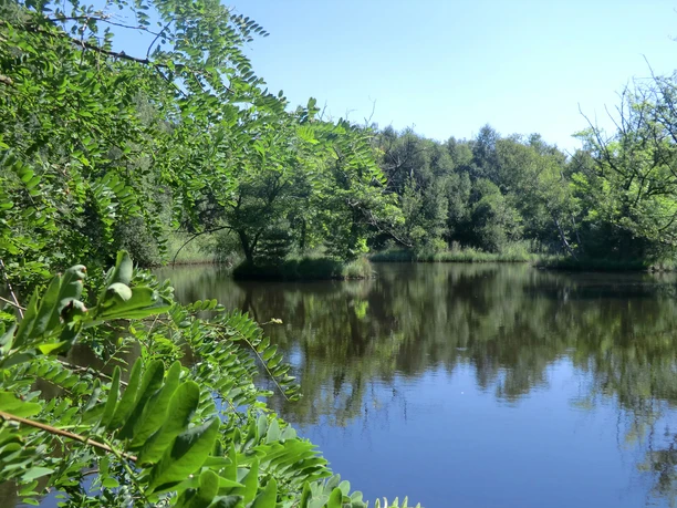 Waldsee am Wegesrand Ein kleiner Waldsee umgeben von üppigem Grün, spiegelt harmonisch die umliegenden Bäume wider.