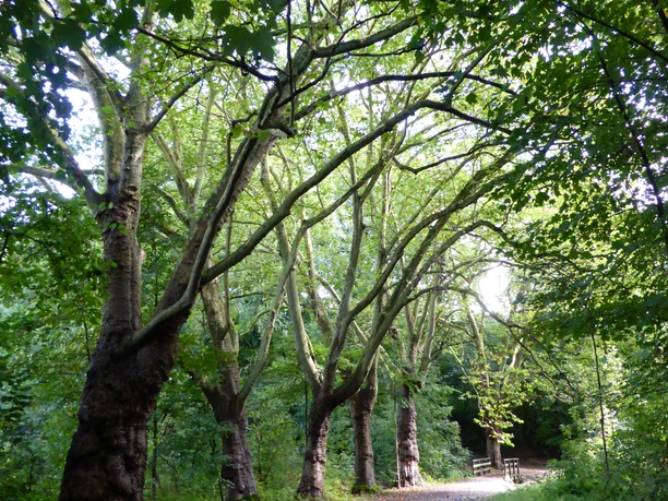bei Schloss Caspersbroich Eine Allee von hohen, alten Bäumen säumt einen Waldweg bei Schloss Caspersbroich im Sonnenlicht.