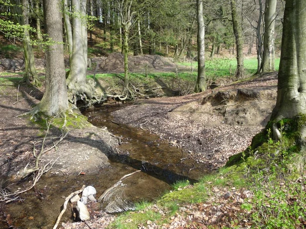Im Deilbachtal Ein kleiner Bach fließt durch einen bewaldeten Bereich mit hohen Bäumen und spärlichem Unterholz.