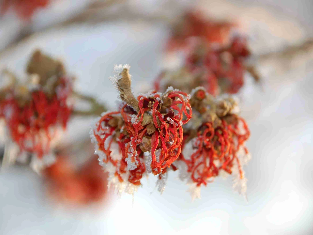 winterbluete_hamamelis.jpg Rote Hamamelisblüten mit feinen Eiskristallen an den Blütenblättern vor winterlich hellem Hintergrund.