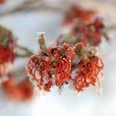 winterbluete_hamamelis.jpg Rote Hamamelisblüten mit feinen Eiskristallen an den Blütenblättern vor winterlich hellem Hintergrund.