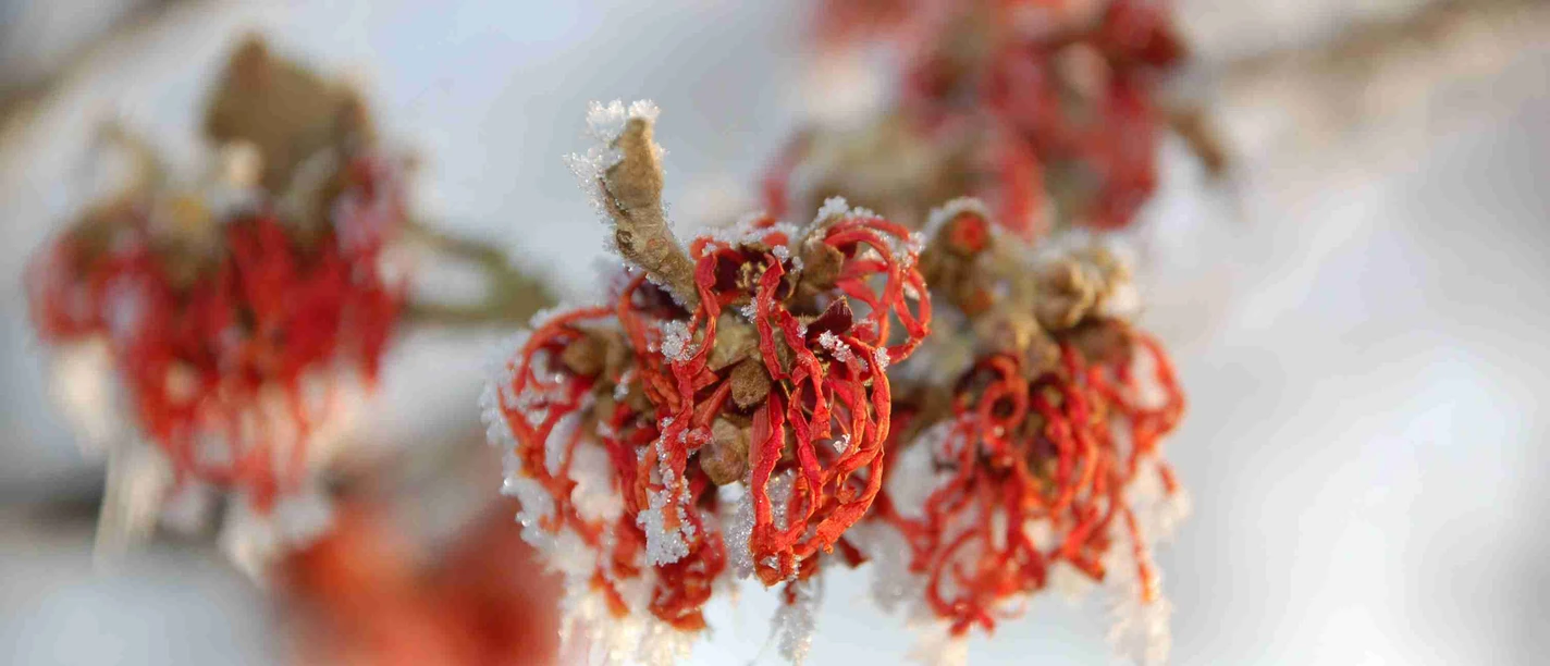 winterbluete_hamamelis.jpg Rote Hamamelisblüten mit feinen Eiskristallen an den Blütenblättern vor winterlich hellem Hintergrund.