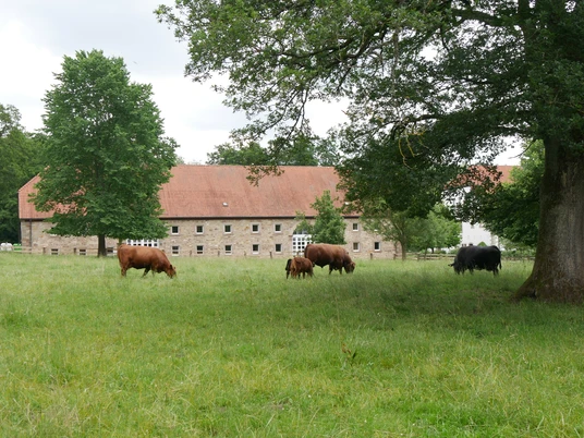 Bibel-Pfahl Hardehausen Grüne Wiese mit grasenden Kühen vor einem historischen, ziegelgedeckten Steingebäude unter Bäumen.