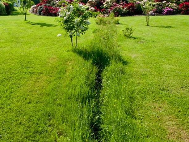 Wilkenroth Grüne Wiese mit kleinem Graben, blühenden Büschen im Hintergrund und einer ruhigen Wohnumgebung.