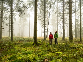 Mystischer Wald am Moore-Pfad Schneifel
