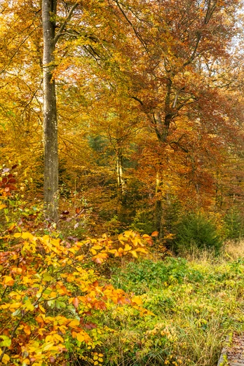 Stege auf dem Moore-Pfad Schneifel