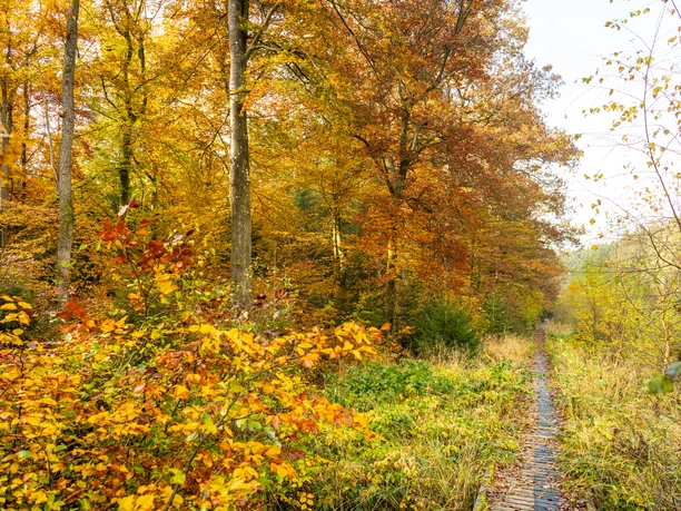 Stege auf dem Moore-Pfad Schneifel
