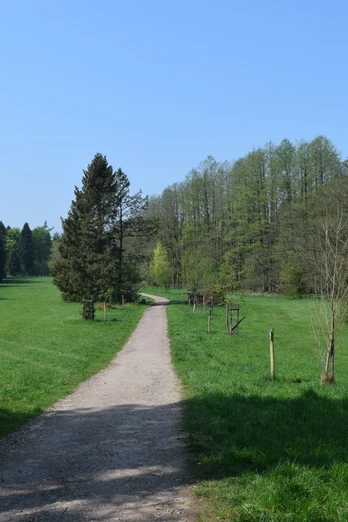 Ein breiter Schotterweg führt durch eine grüne Wiese, gesäumt von einer Baumreihe unter klarem Himmel.