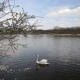 Norderteich Frühjahr Ein Schwan gleitet friedlich auf dem Norderteich, umgeben von blühenden Zweigen im Frühling.