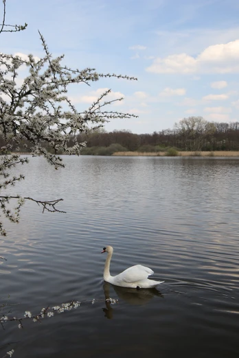 Norderteich Frühjahr Ein Schwan gleitet friedlich auf dem Norderteich, umgeben von blühenden Zweigen im Frühling.