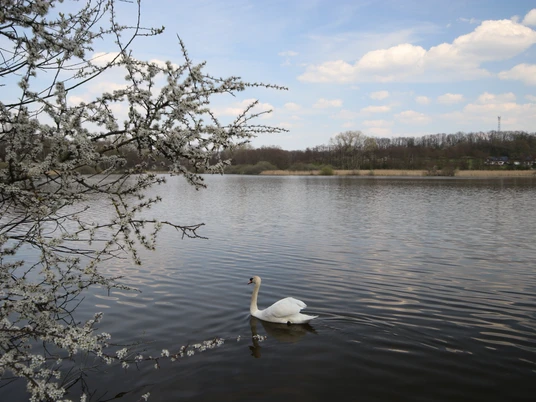 Norderteich Frühjahr Ein Schwan gleitet friedlich auf dem Norderteich, umgeben von blühenden Zweigen im Frühling.