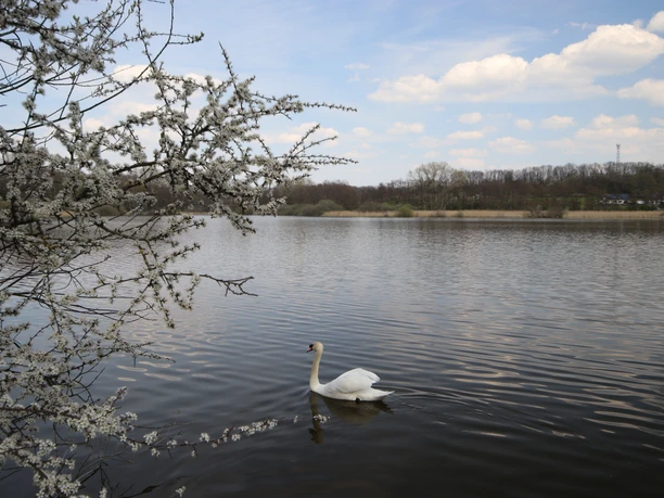 Norderteich Frühjahr Ein Schwan gleitet friedlich auf dem Norderteich, umgeben von blühenden Zweigen im Frühling.