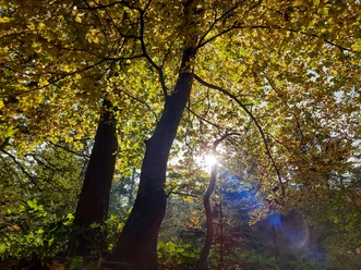 Wingster Herbstwald