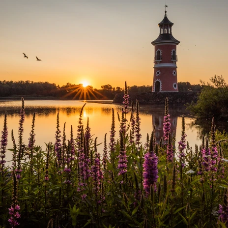Moritzburg_Leuchtturm_Sonnenaufgang_Blumen_Teichlandschaft3_SRoseFotografie.jpg