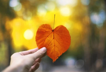 Autumn heart shaped leaf in a hand. Autumn heart shaped leaf in a hand.