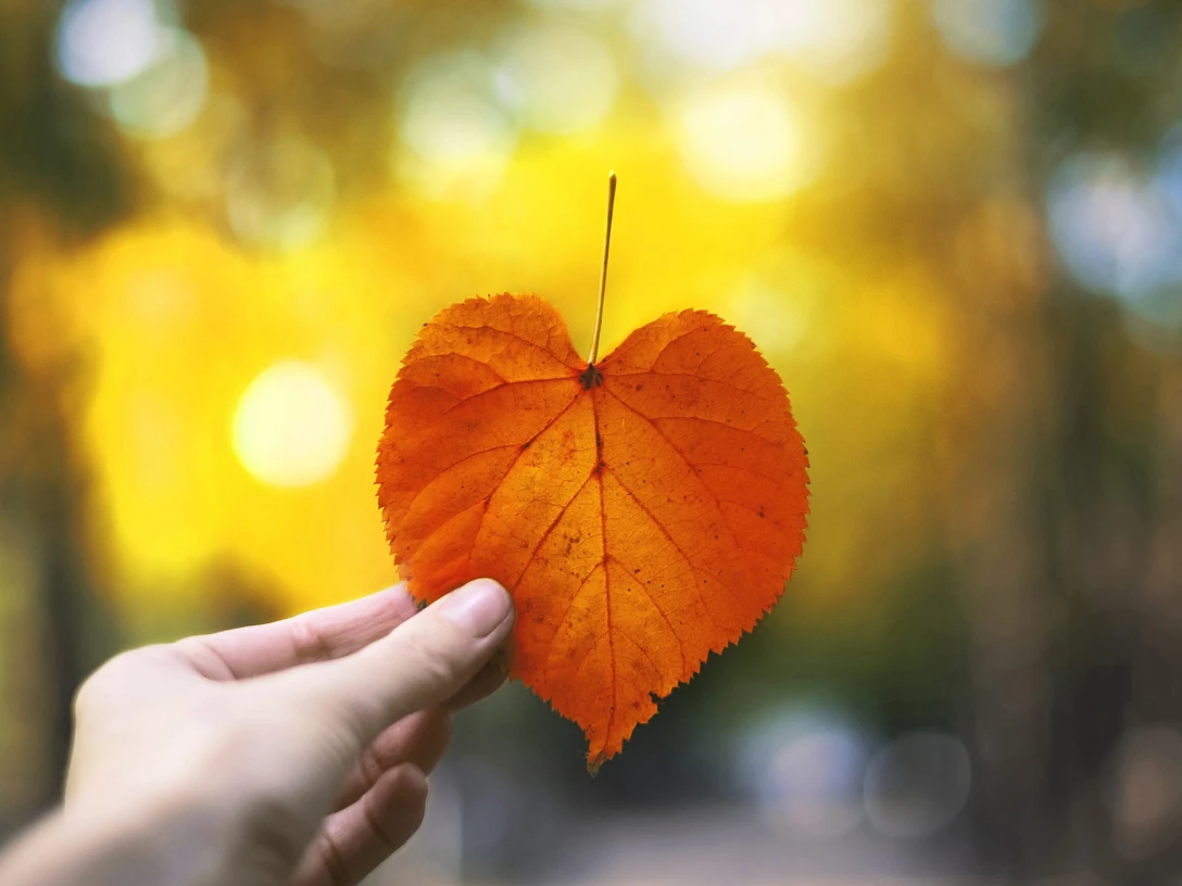 Autumn heart shaped leaf in a hand. Autumn heart shaped leaf in a hand.Autumn heart shaped leaf in a hand.Efterårshjerteformet blad i en hånd.Hartvormig herfstblad in een hand.