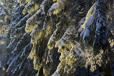 Winterwald Verschneite Tannenzweige im Winterwald glitzern im Sonnenlicht, schaffen eine ruhige, idyllische Szene.