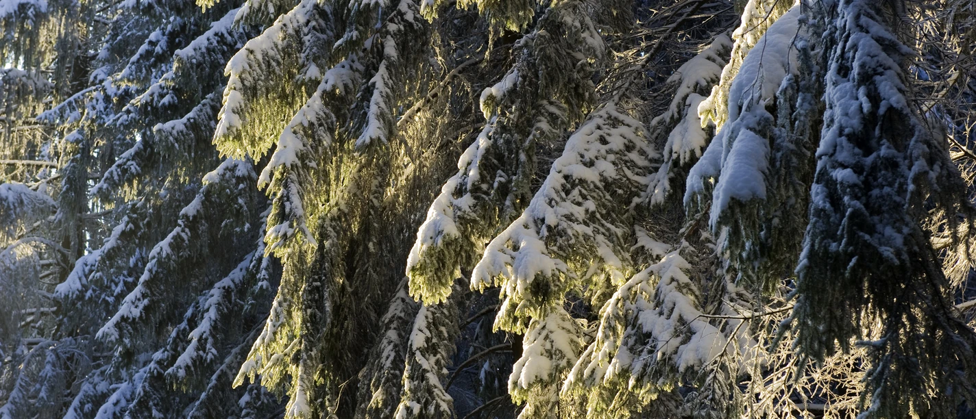 Winterwald Verschneite Tannenzweige im Winterwald glitzern im Sonnenlicht, schaffen eine ruhige, idyllische Szene.