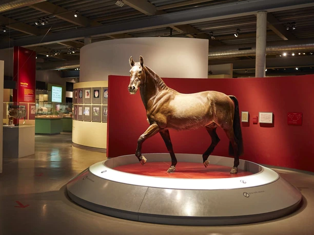 muenster-mueseum-pferd-polydor
