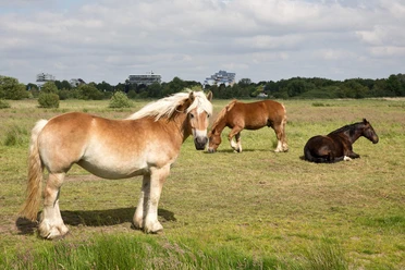 Pferd - 2014.05.29 - 10.30.48.jpg