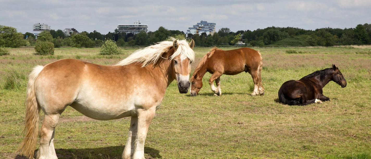 Pferd - 2014.05.29 - 10.30.48.jpg