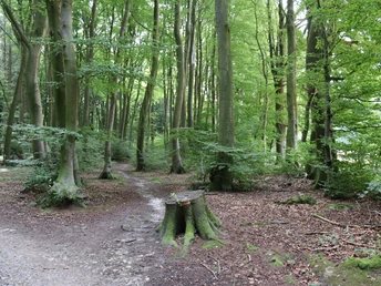 Waldweg im Stemweder Berg, umgeben von hohen, grünen Bäumen, ruhige Naturstimmung im Sommer.