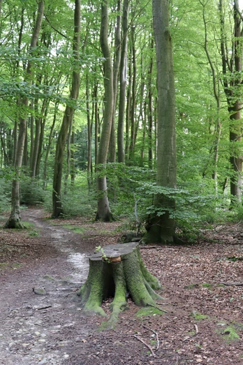 Waldweg im Stemweder Berg, umgeben von hohen, grünen Bäumen, ruhige Naturstimmung im Sommer.