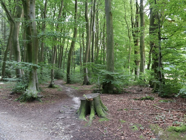 Waldweg im Stemweder Berg, umgeben von hohen, grünen Bäumen, ruhige Naturstimmung im Sommer.
