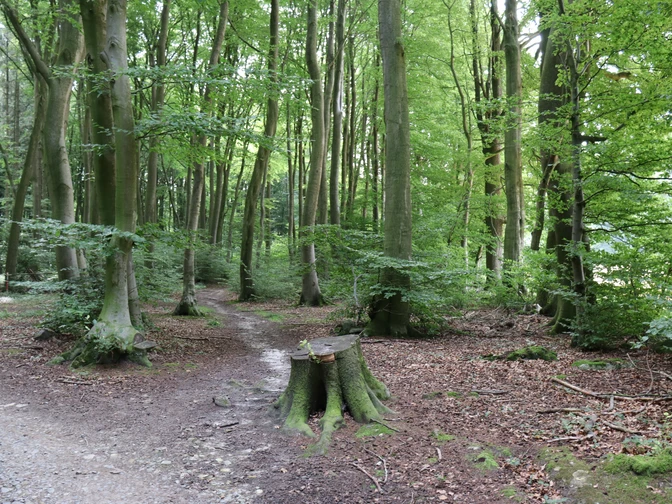 Waldweg im Stemweder Berg, umgeben von hohen, grünen Bäumen, ruhige Naturstimmung im Sommer.