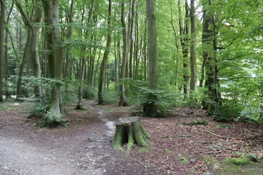 Stemweder Berg Waldweg im Stemweder Berg, umgeben von hohen, grünen Bäumen, ruhige Naturstimmung im Sommer.