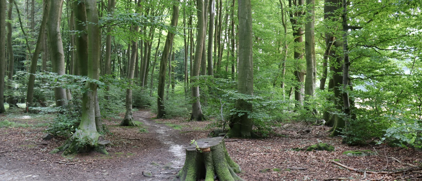 Stemweder Berg Waldweg im Stemweder Berg, umgeben von hohen, grünen Bäumen, ruhige Naturstimmung im Sommer.