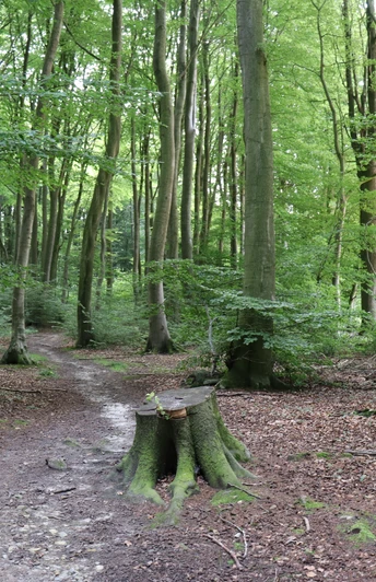 Stemweder Berg Waldweg im Stemweder Berg, umgeben von hohen, grünen Bäumen, ruhige Naturstimmung im Sommer.