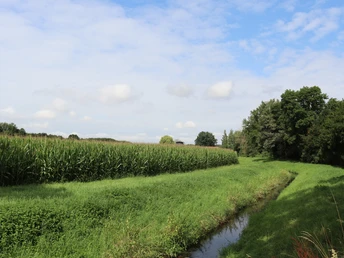 Eine einfache Wiese mit einem angrenzenden Bach, umgeben von hohen Bäumen und einem strahlend blauen Himmel.