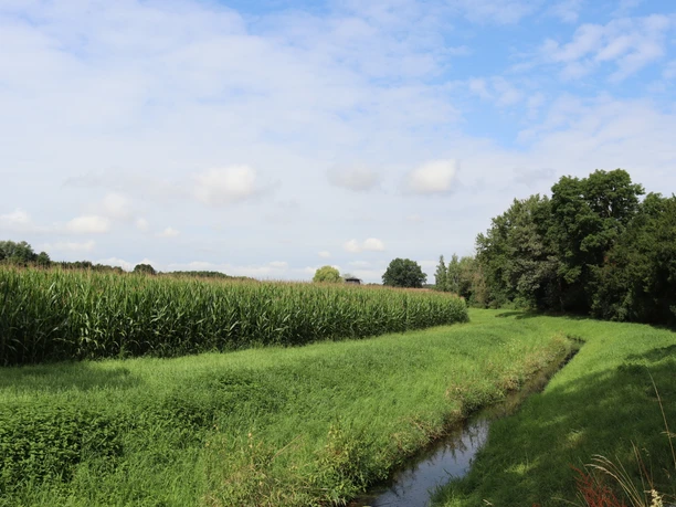 Aue Eine einfache Wiese mit einem angrenzenden Bach, umgeben von hohen Bäumen und einem strahlend blauen Himmel.
