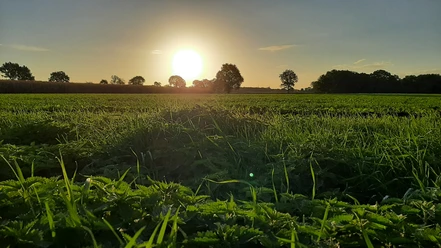 Sonnenuntergang über einer weiten Wiese in Rahden, Bäume umranden den Horizont im Abendlicht.