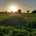 Rahden Sonnenuntergang über einer weiten Wiese in Rahden, Bäume umranden den Horizont im Abendlicht.