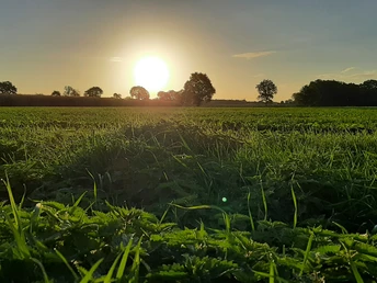 Rahden Sonnenuntergang über einer weiten Wiese in Rahden, Bäume umranden den Horizont im Abendlicht.