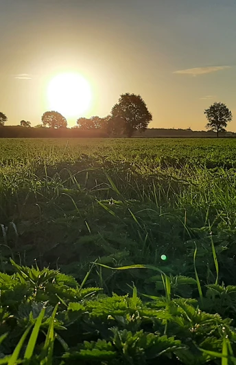 Rahden Sonnenuntergang über einer weiten Wiese in Rahden, Bäume umranden den Horizont im Abendlicht.