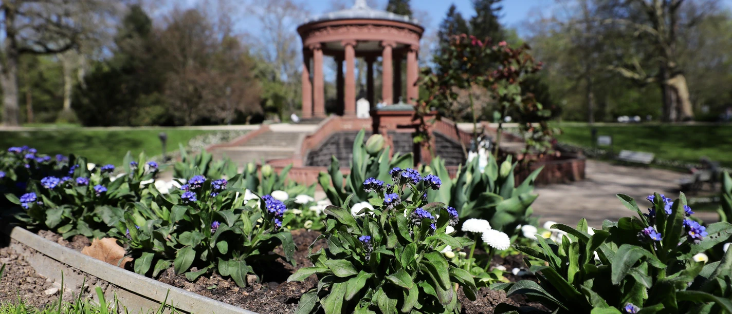 Brunnenallee im Kurpark Bad Homburg - Kurpark Brunnenallee Frühling