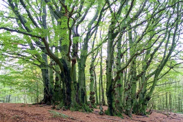 Baumkreis auf der Saalegge Mehrstämmige Buchen bilden einen beeindruckenden Kreis mit dichtem grünen Laub im Wald.