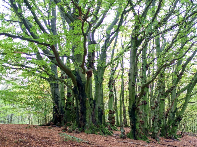 Baumkreis auf der Saalegge Mehrstämmige Buchen bilden einen beeindruckenden Kreis mit dichtem grünen Laub im Wald.