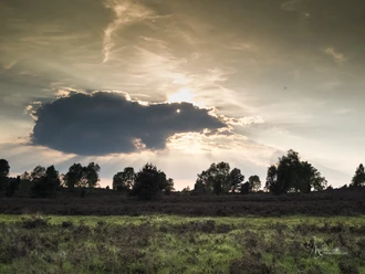 fischbeker-heide-foto©madeline-pagenkemper.jpg