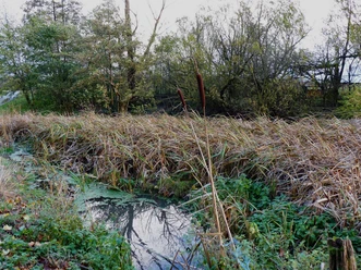 Röhricht umgibt einen kleinen, ruhigen Weiher zwischen dichtem Baumbestand unter einem bewölkten Himmel.