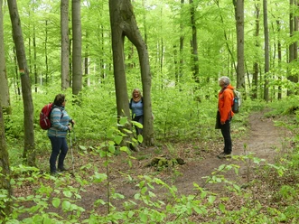 Eine große Buche mit einzigartig geformtem Stamm wirkt wie zwei Beine in einem grünen Wald.