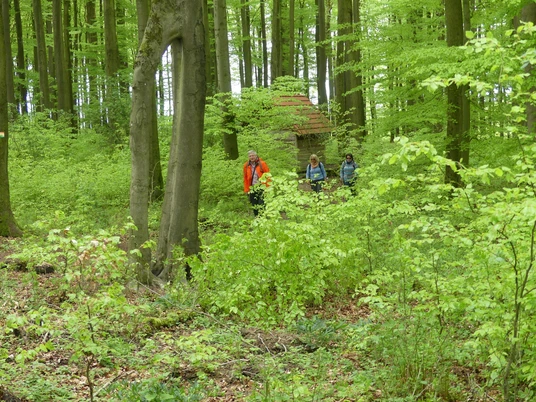 Buche mit den zwei Beinen Drei Wanderer in einem dichten, grünen Laubwald spazieren hinter einem markanten Baum.