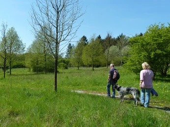 Arboretum Paderborn Zwei Personen und ein Hund spazieren auf einem Pfad durch eine grüne Wiesenlandschaft mit jungen Bäumen.