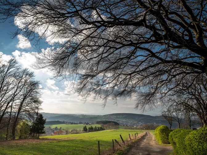 Weite Landschaft mit sanften Hügeln und Feldern, ein Pfad führt unter einem Baum ins Tal.