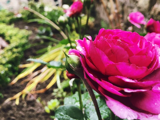 Klostergarten St. Stephan Im Vordergrund ist eine rosa Rose zu sehen, im Hintergrund verwaschen Menschen
