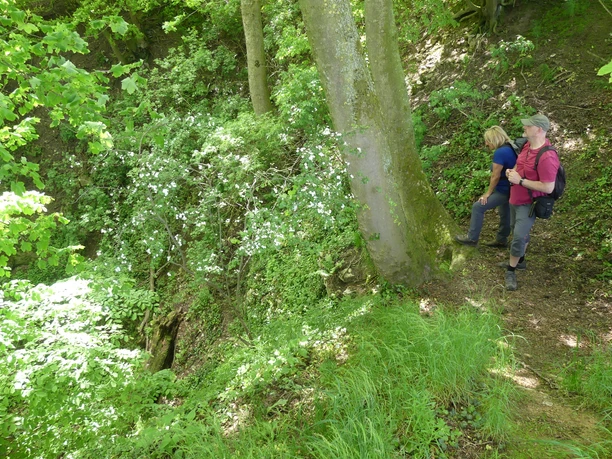 Zwei Menschen wandern am grünen, dicht bewachsenen Kraterrand des Erdfalls "Spielmanns Kuhle".