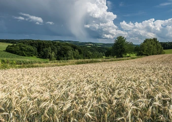 Landschaft an der Wiehltalsperre Weizenfeld vor bewaldeter Hügellandschaft unter dramatischem Himmel mit dichten Wolkenformationen.